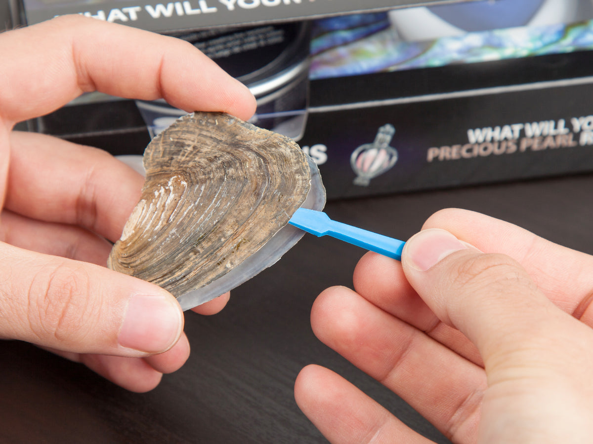 Exclusive Collection İstiridye İnci Kolye,64 Taşlı